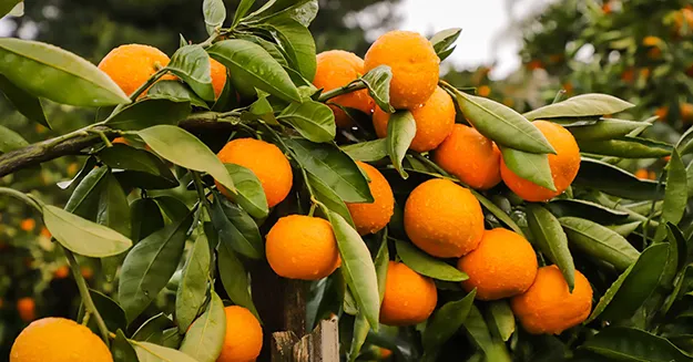 Mandarin orchards, Newcastle CA